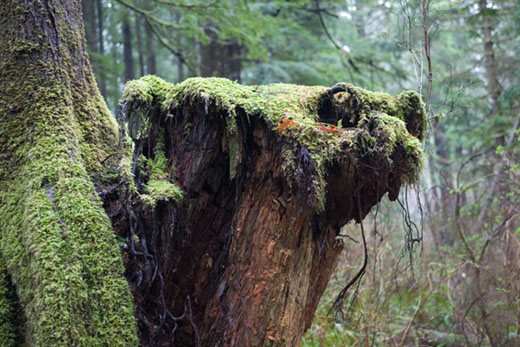 _mg_2058_070325Oregon